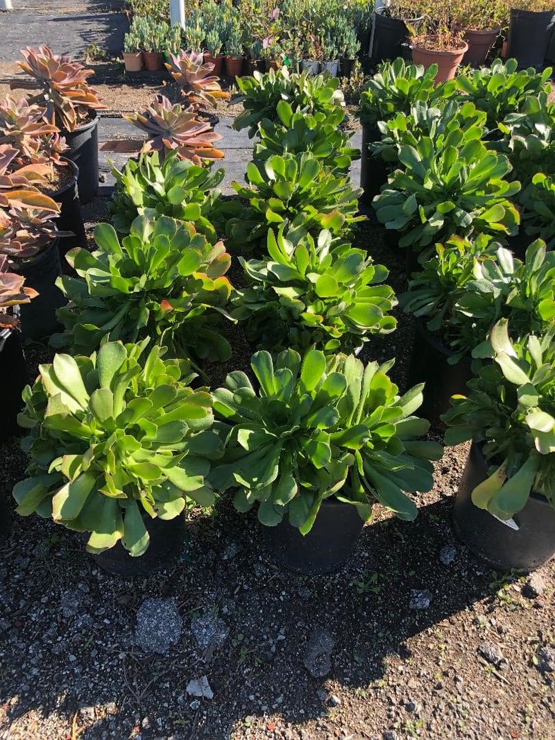 Photo for Aeonium urbicum (Saucer Plant)