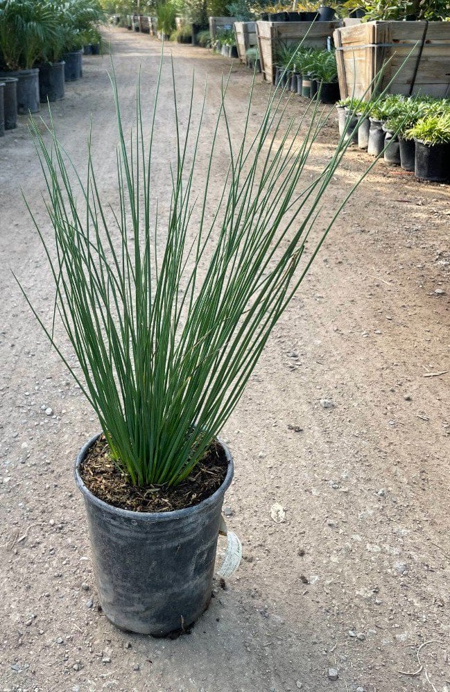 Photo for Juncus patens 'Elk Blue' (Elk Blue California Gray Rush)