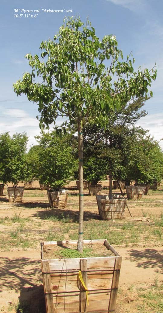 Photo for Pyrus calleryana 'Aristocrat' (Standard) (Aristocrat Callery Pear)