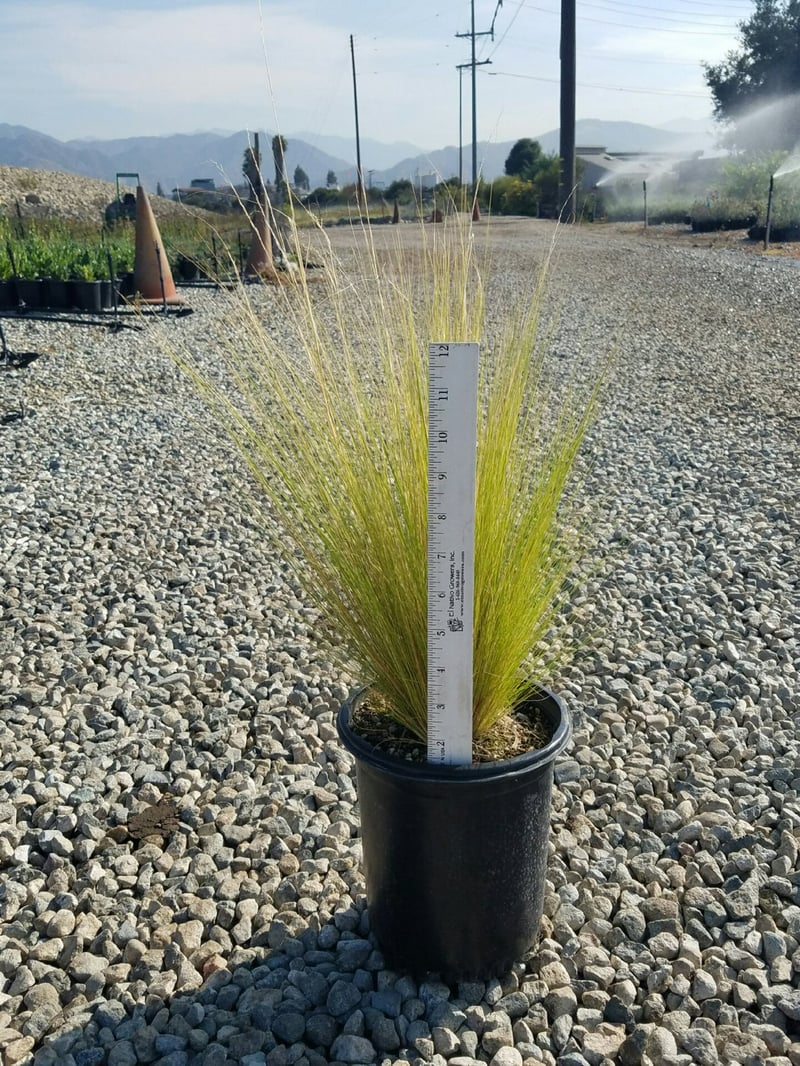 Photo for Stipa tenuissima (Nassella tenuissima) (Mexican Feather Grass)