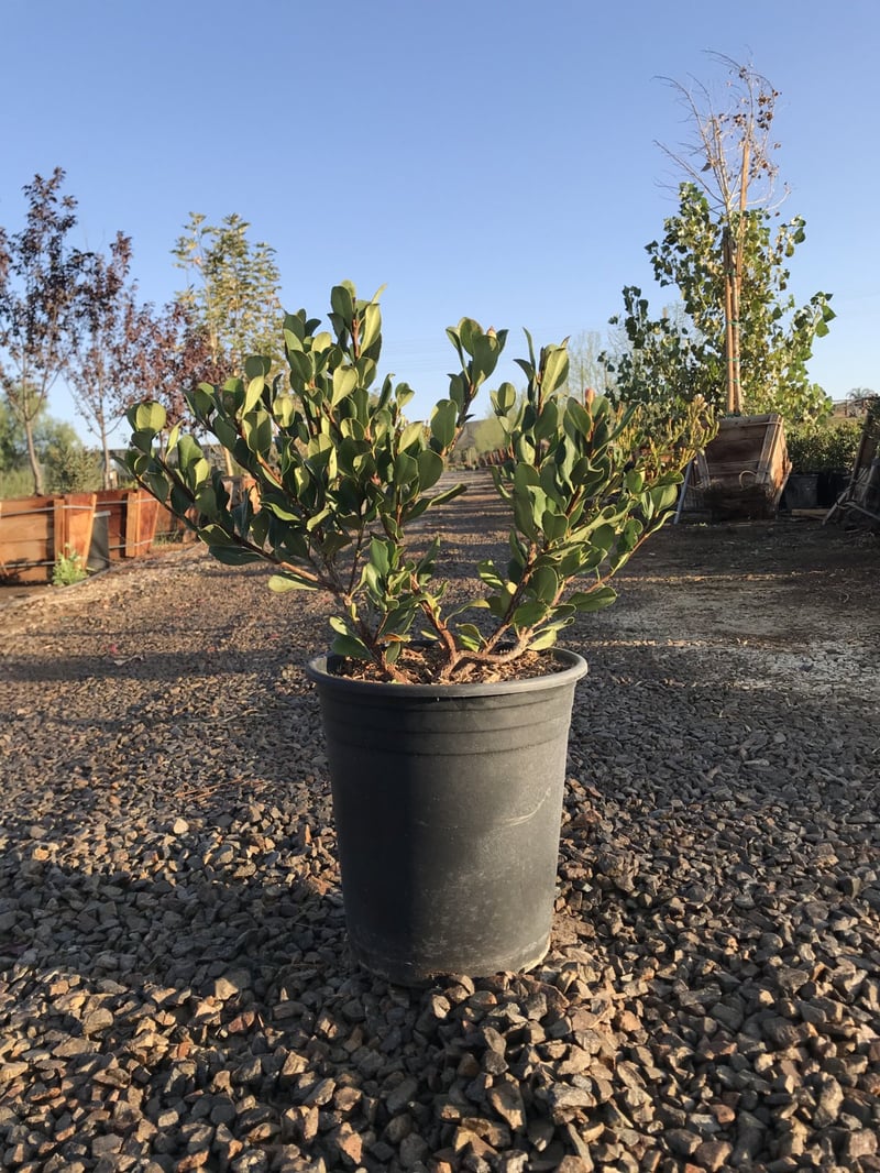 Photo for Rhaphiolepis indica 'Pink Lady' (Pink Lady Indian Hawthorn)