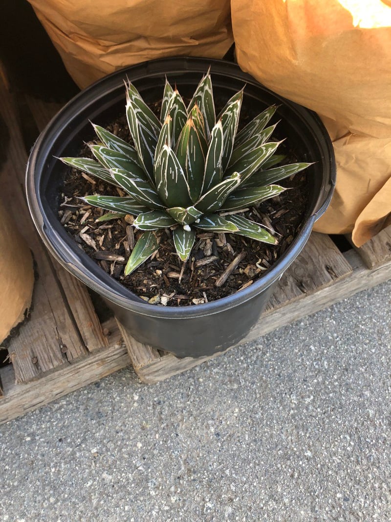 Photo for Agave victoriae-reginae (Queen Victoria Agave)