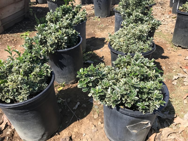 Photo for Euonymus japonicus 'Microphyllus Variegatus' (Variegated Boxleaf Euonymus)