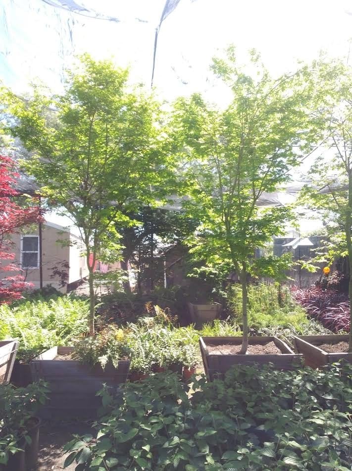 Photo for Acer palmatum (Japanese Maple)