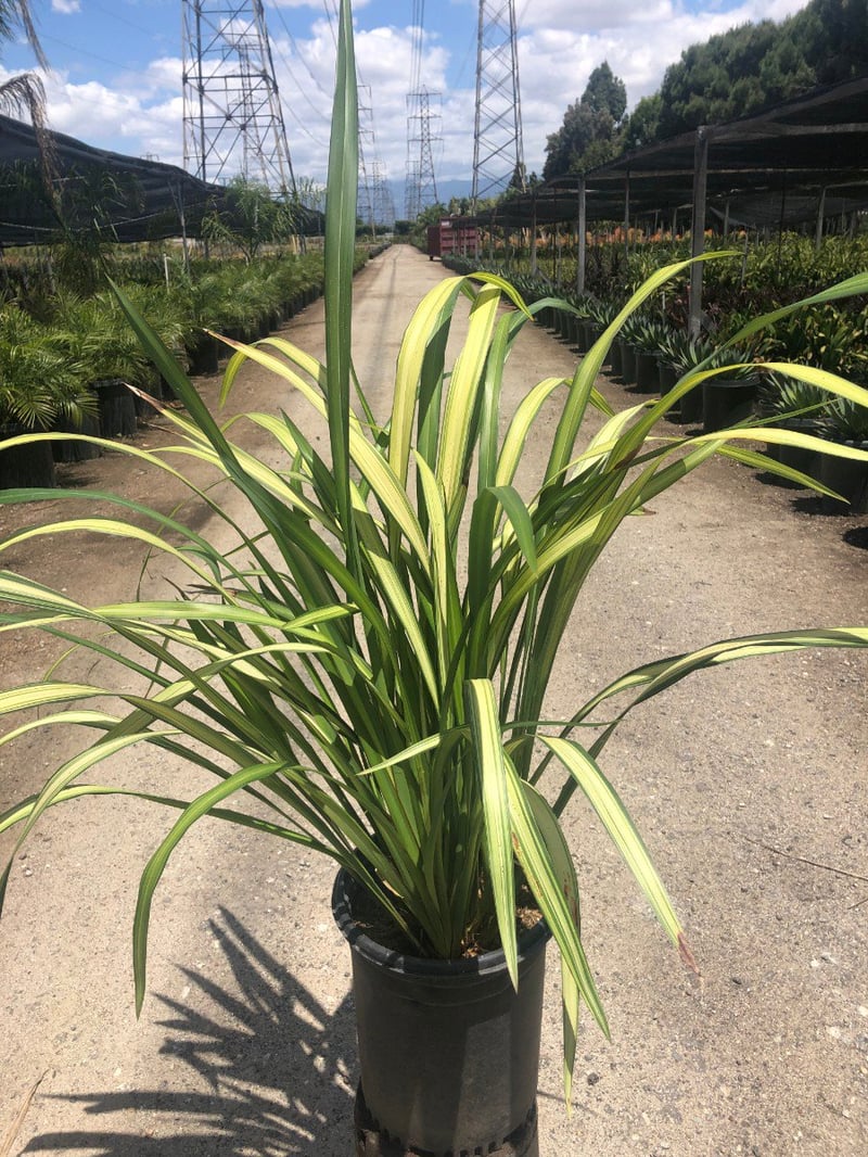 Photo for Phormium x 'Yellow Wave' (Yellow Wave New Zealand Flax)