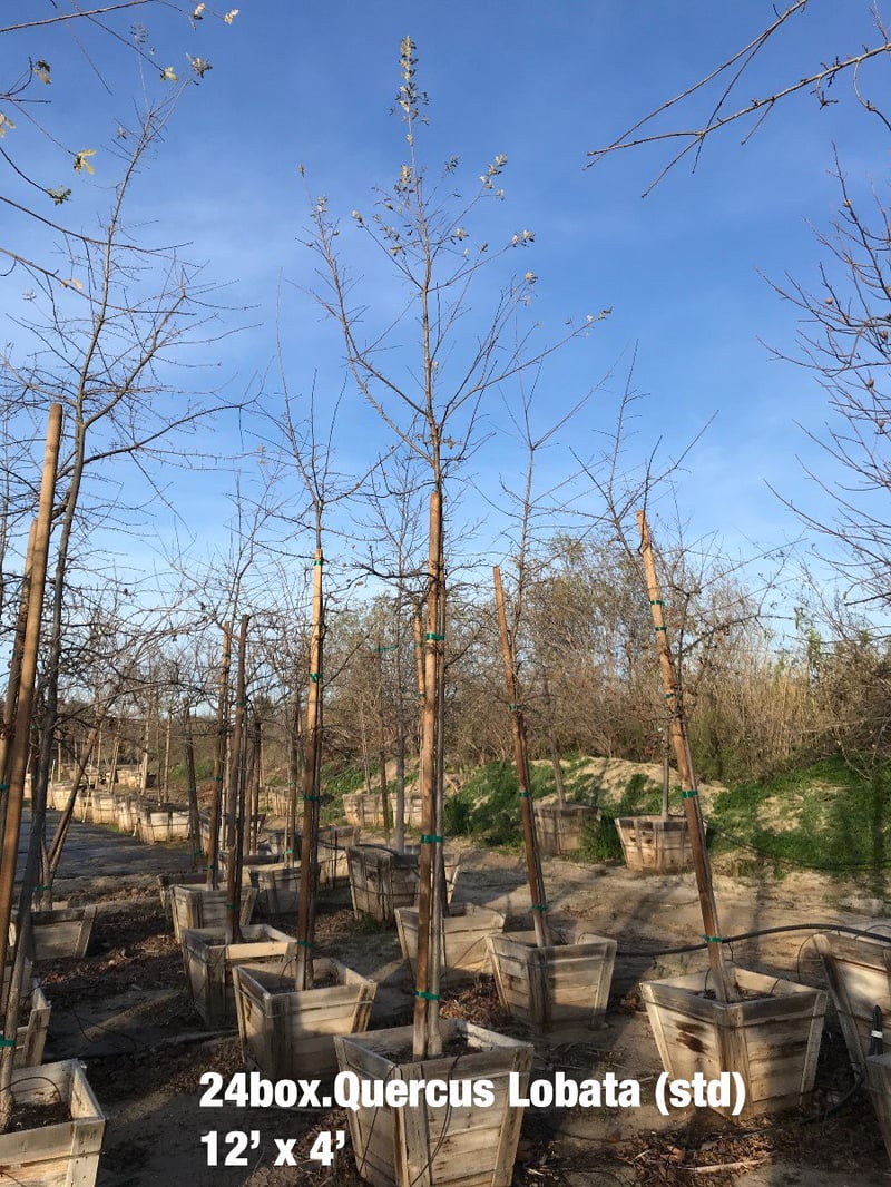 Photo for Quercus lobata (Standard) (Valley Oak)