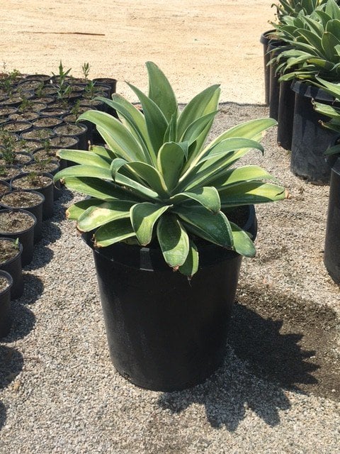 Photo for Agave attenuata 'Ray of Light' (Ray of Light Fox Tail Agave)