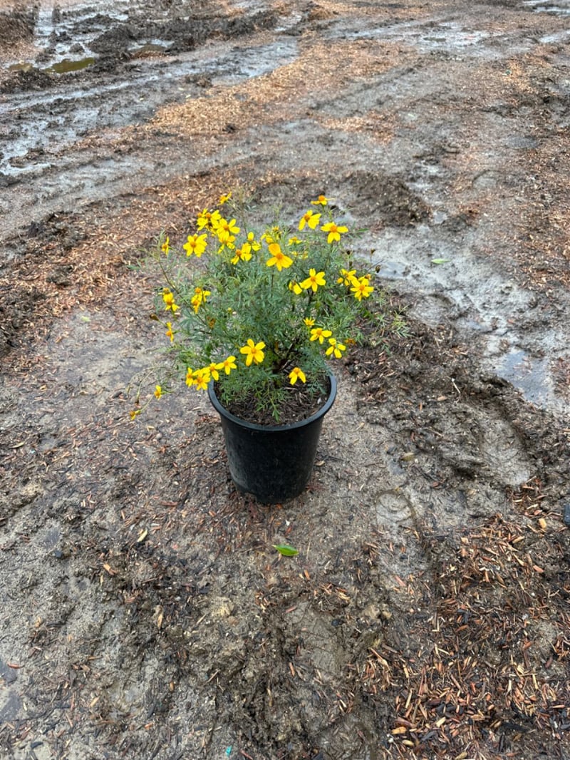 Photo for Tagetes lemmonii (Mountain Marigold)