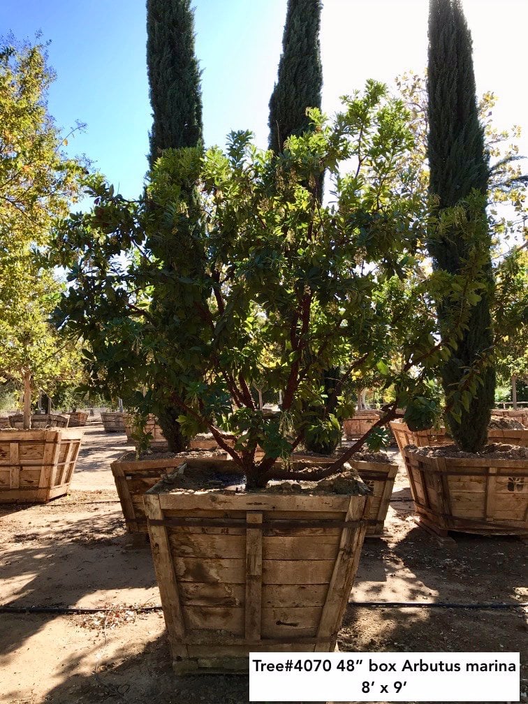 Photo for Arbutus 'Marina' (Low Branch) (Marina Strawberry Tree)