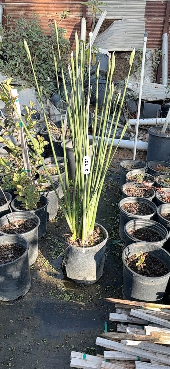 Photo for Strelitzia juncea (Narrow-leafed Bird of Paradise)