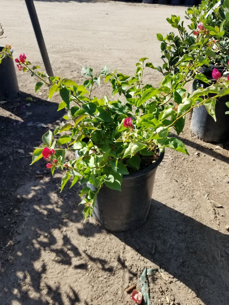 Photo for Bougainvillea 'La Jolla' (Shrub) (La Jolla Bougainvillea)