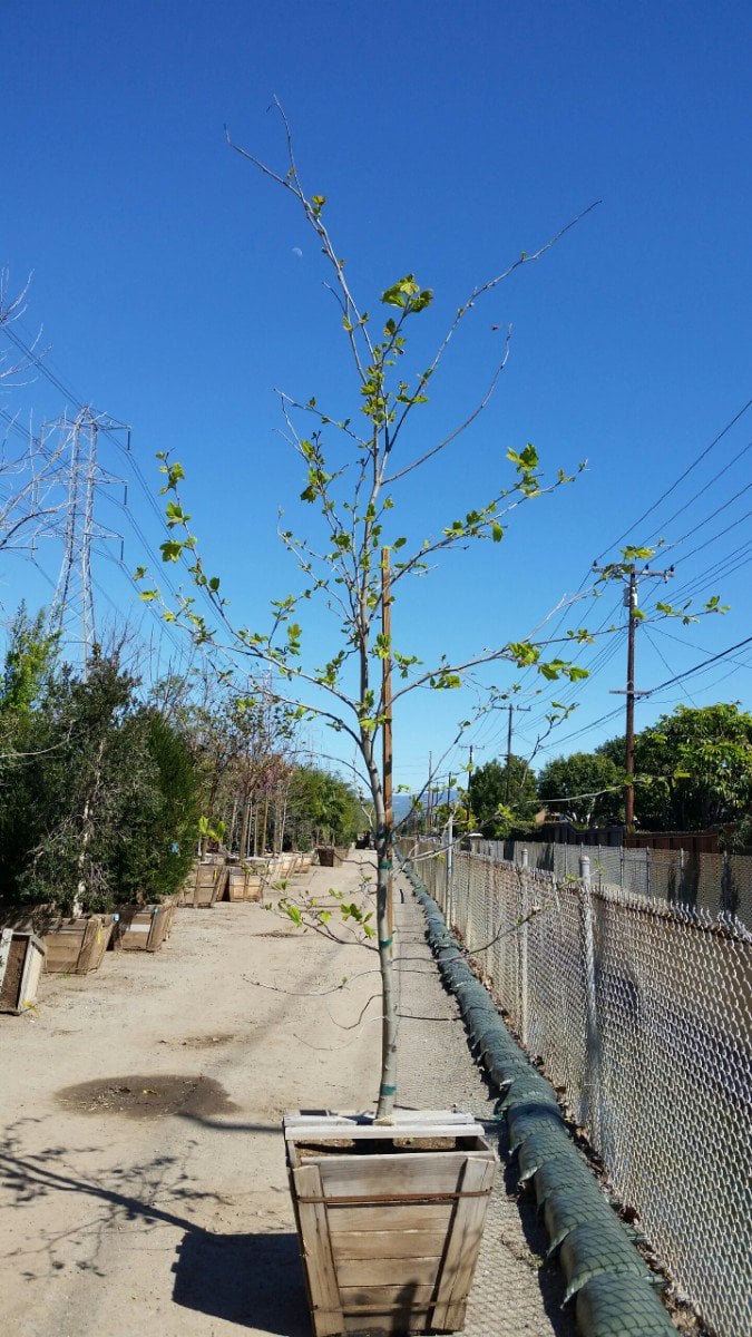 Photo for Platanus racemosa (Low Branch) (California Sycamore)