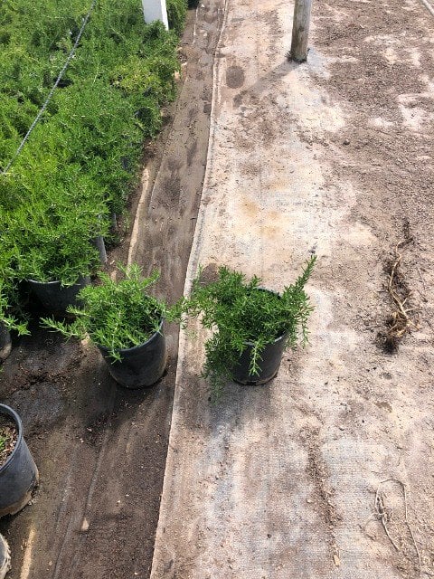 Photo for Rosmarinus officinalis 'Huntington Carpet' (Huntington Carpet Rosemary)