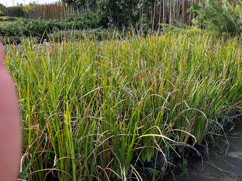Photo for Dietes bicolor (Fortnight Lily, African Iris)