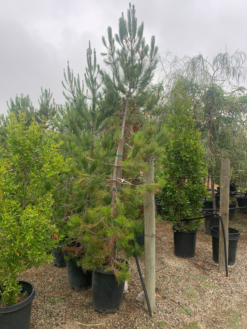 Photo for Pinus eldarica (Afghan Pine)