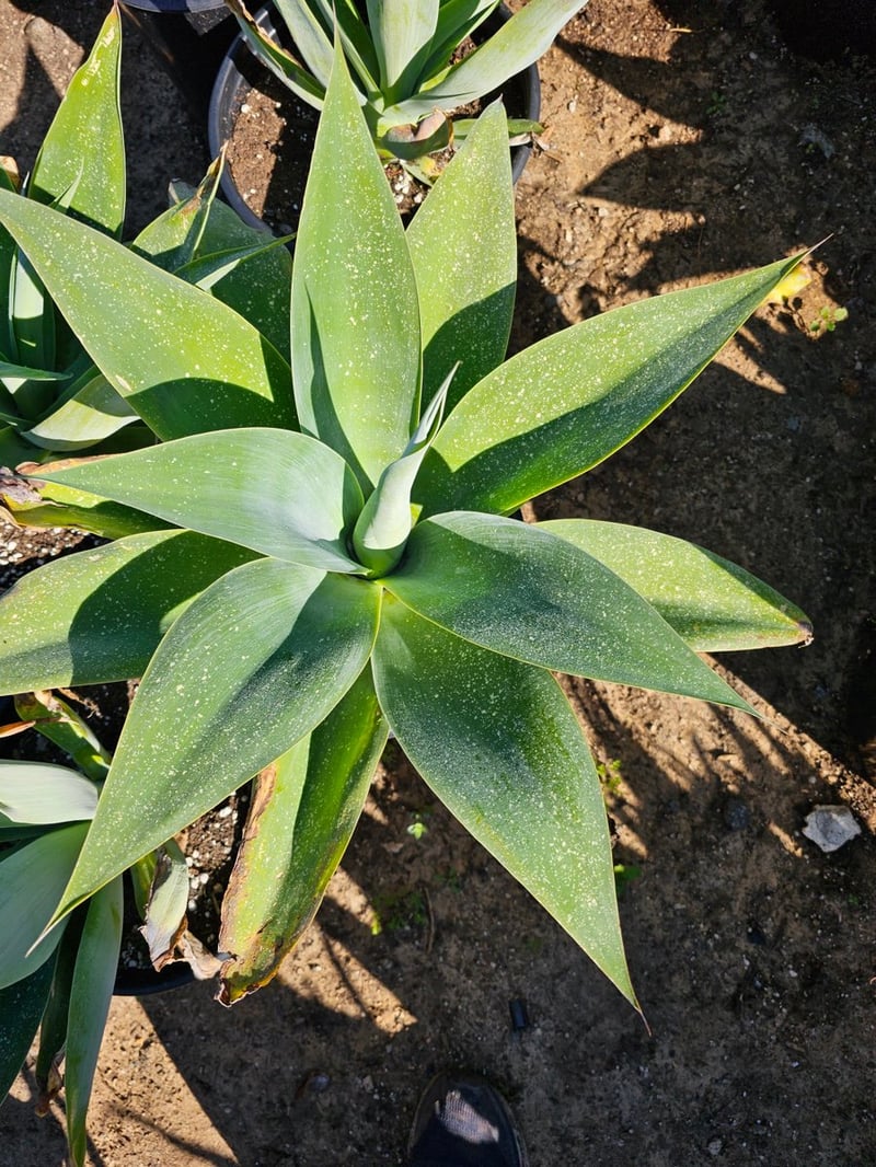 Photo for Agave attenuata 'Nova' (Blue Fox Tail Agave)