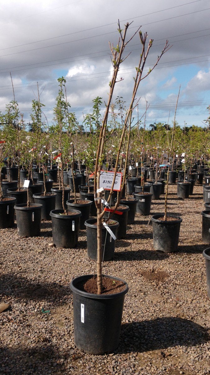 Photo for 4-n-1 Fruit Salad Tree (4-n-1 Fruit Salad Tree (Peach, Plum, Nectarine, Apricot))