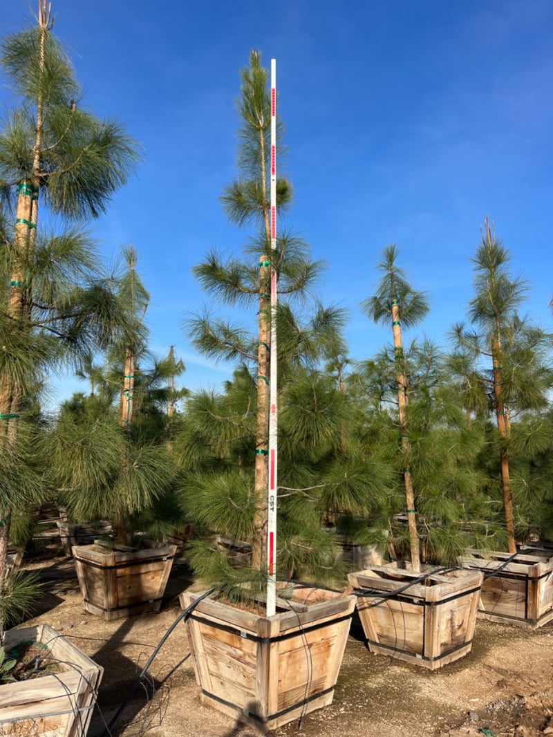 Photo for Pinus canariensis (Canary Island Pine)