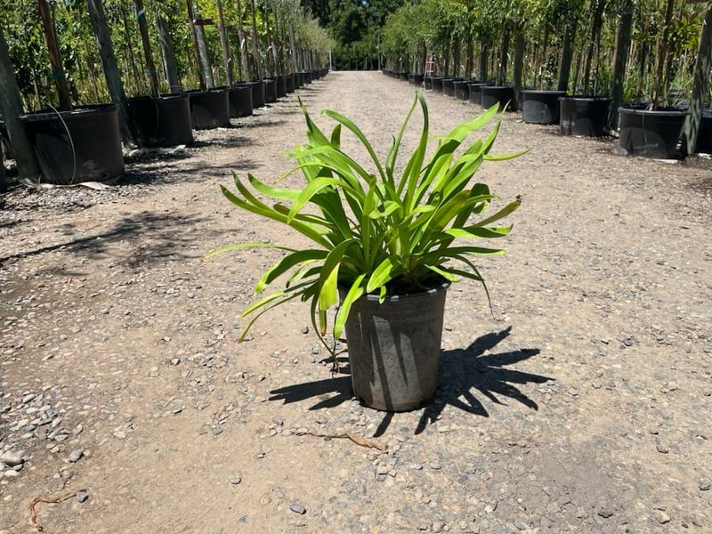 Photo for Agapanthus 'Storm Cloud' (Dark Blue Agapanthus)