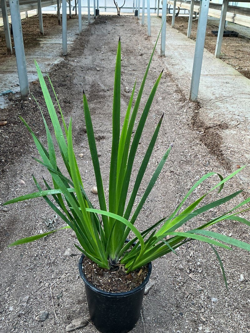 Photo for Anigozanthos 'Yellow Gem' (Red-Yellow Kangaroo Paw )