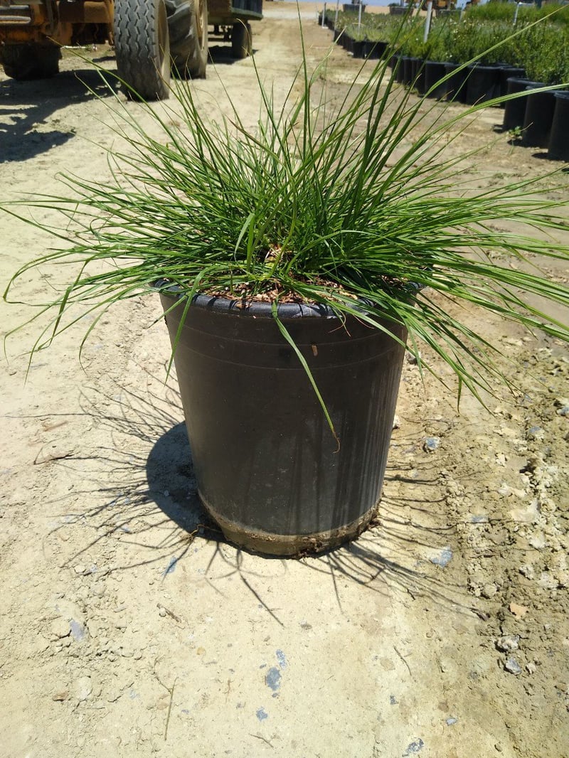 Photo for Pennisetum alopecuroides 'Hameln' (Dwarf Fountain Grass)