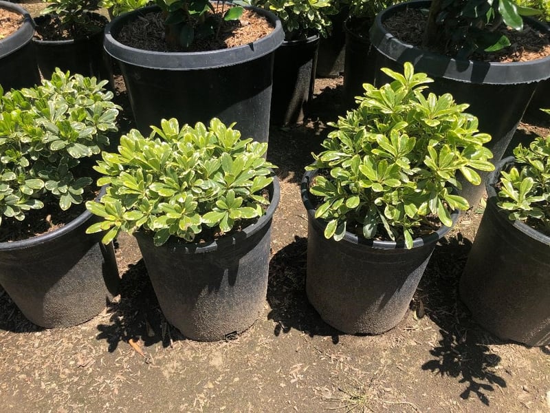 Photo for Pittosporum tobira 'Shima' (Cream De Mint Dwarf Mock Orange)