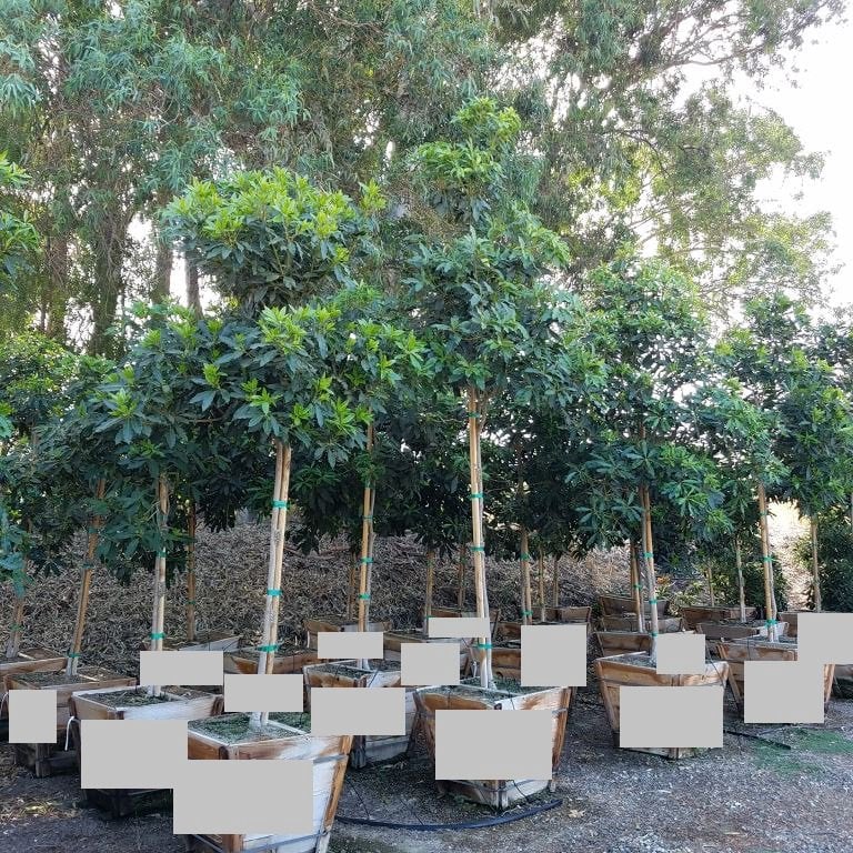 Photo for Pittosporum undulatum (Victorian Box)