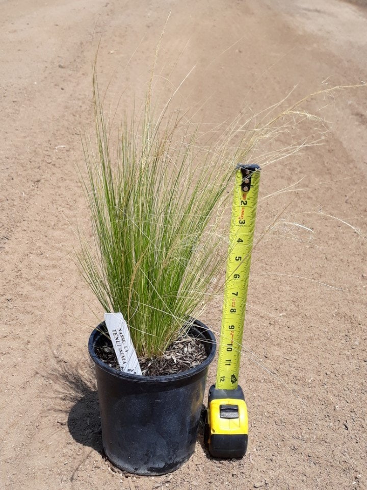 Photo for Stipa tenuissima (Nassella tenuissima) (Mexican Feather Grass)