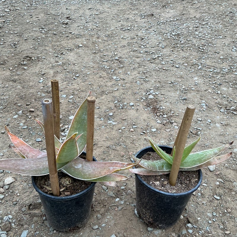 Photo for Aloe aristata (Lace aloe)