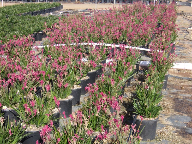 Photo for Anigozanthos (Dwarf) (Dwarf Yellow Kangaroo Paw)