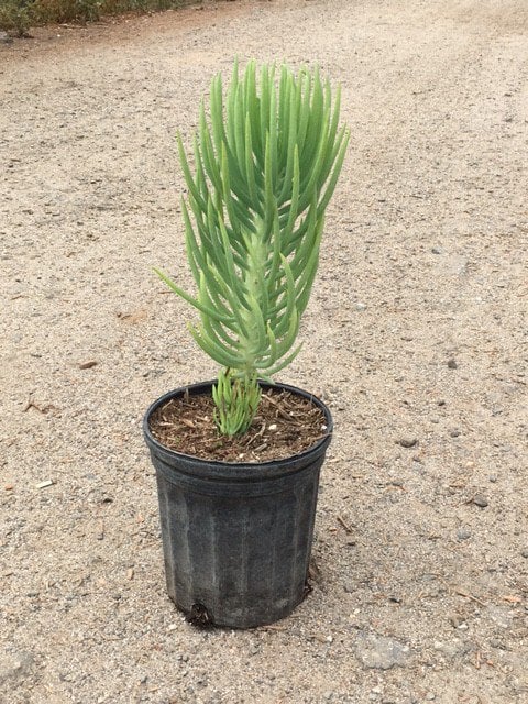 Photo for Senecio vitalis (Narrow-leaf Chalksticks)