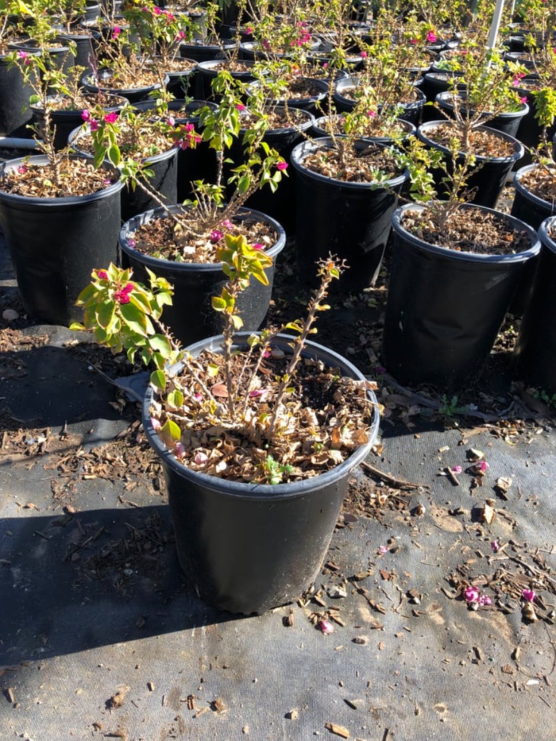 Photo for Bougainvillea 'Torch Glow' (Bougainvillea 'Torch Glow')