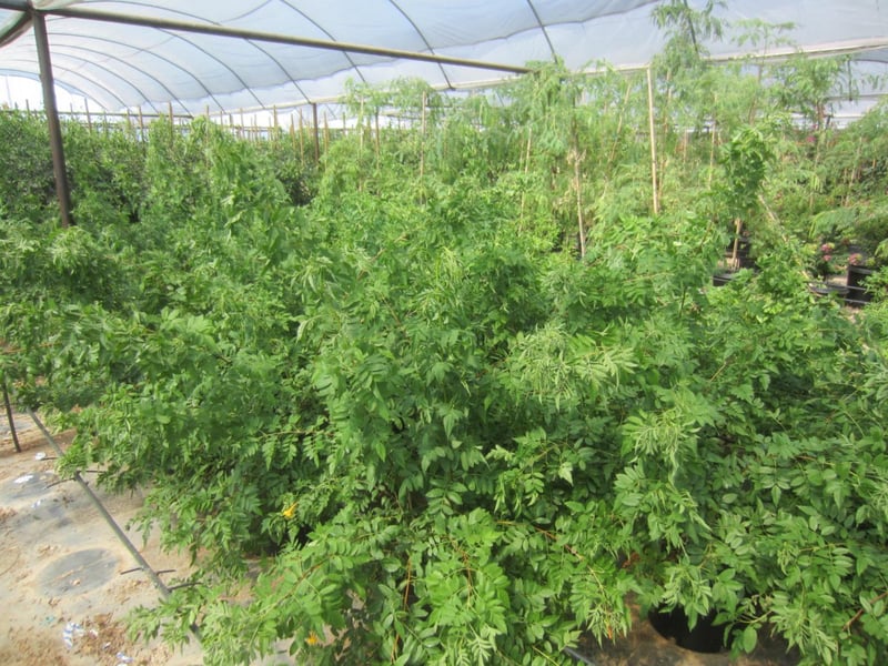Photo for Tecoma x alata 'Orange Jubilee' (Orange Jubilee)