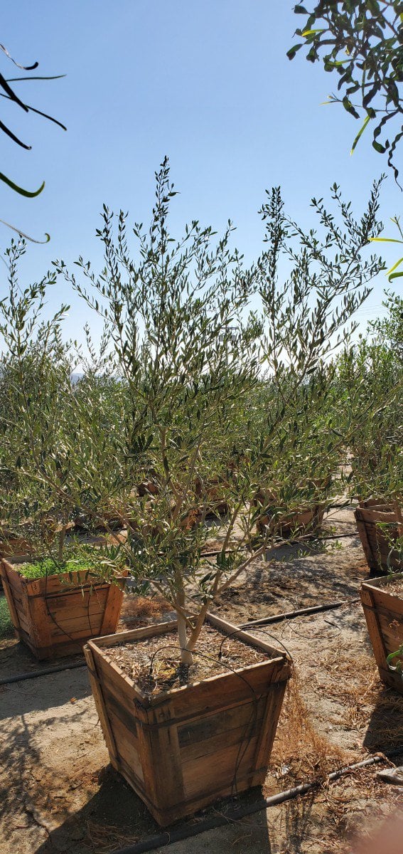 Photo for Olea europaea 'Fruitless' (Fruitless Olive)