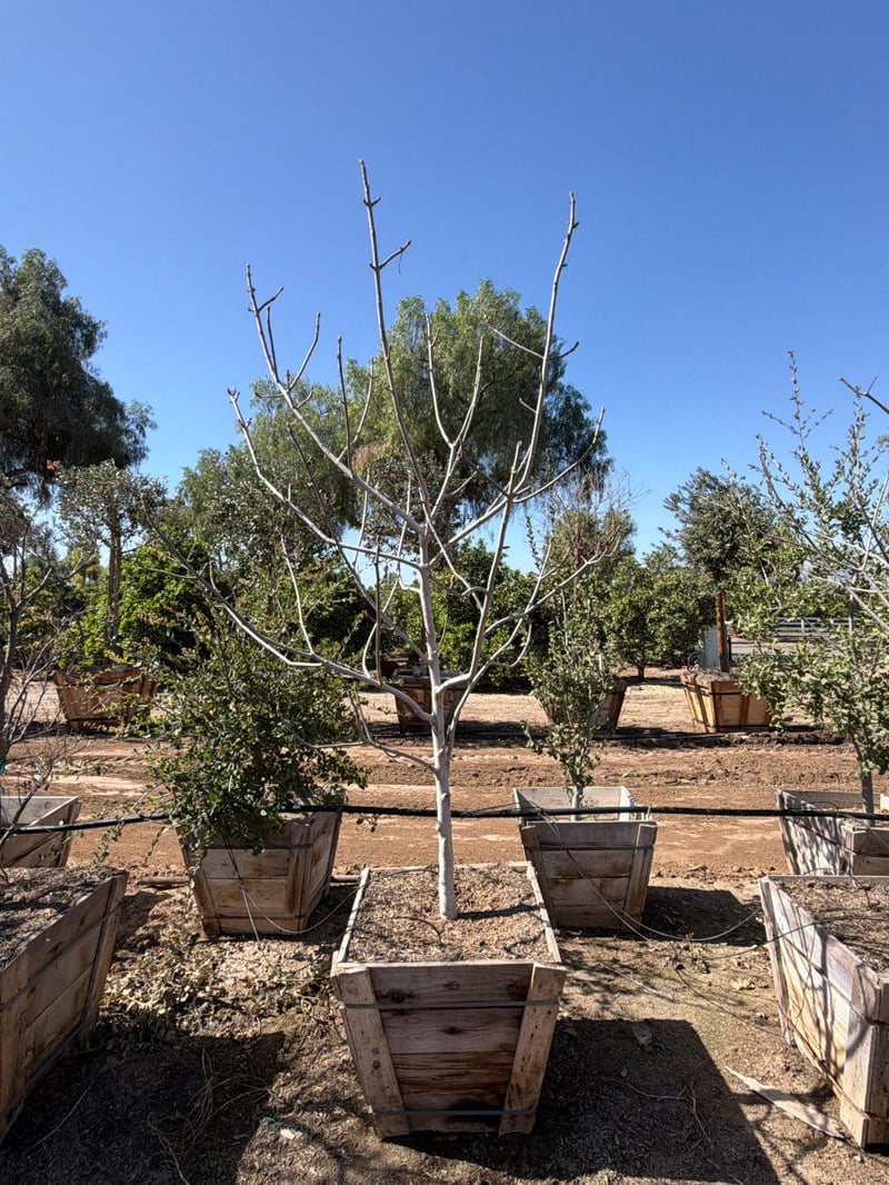 Photo for Aesculus californica (California Buckeye)
