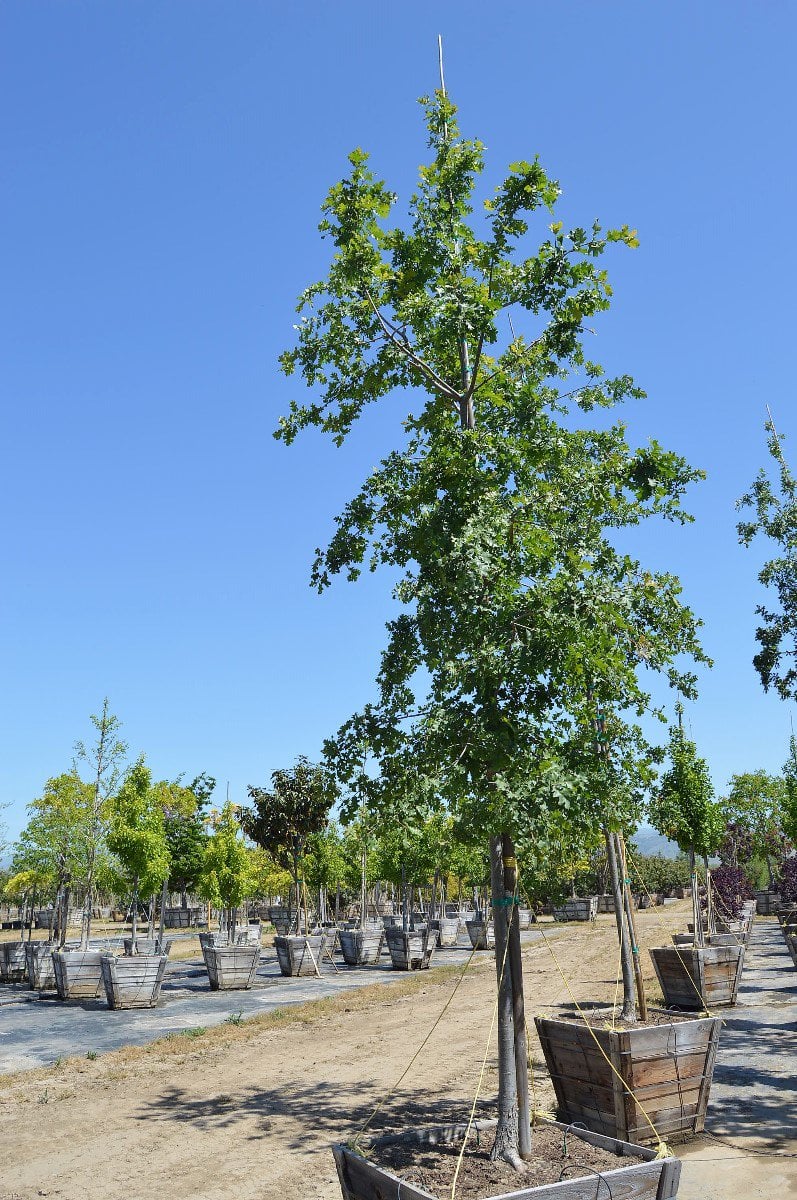 Photo for Quercus lobata (Valley Oak)