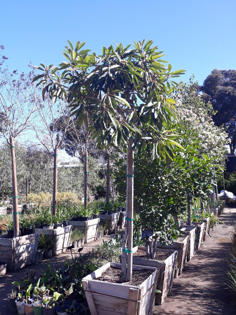 Photo for Eriobotrya deflexa (Standard) (Bronze Loquat)
