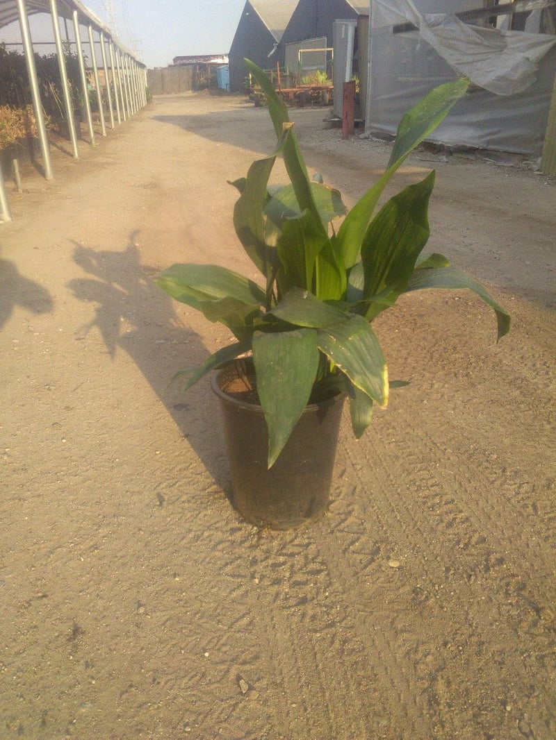 Photo for Aspidistra elatior (Cast Iron Plant)