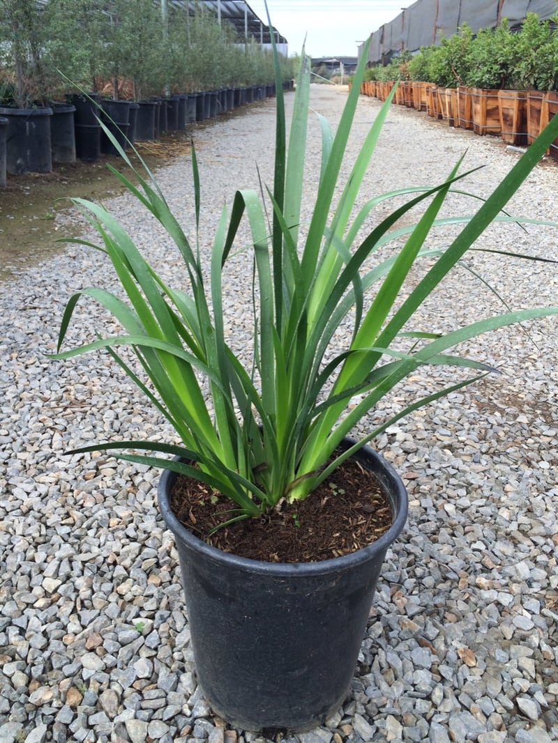 Photo for Anigozanthos flavidus 'Big Red' (Red Kangaroo Paw)