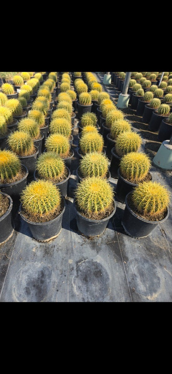 Photo for Echinocactus grusonii (Golden Barrel Cactus)