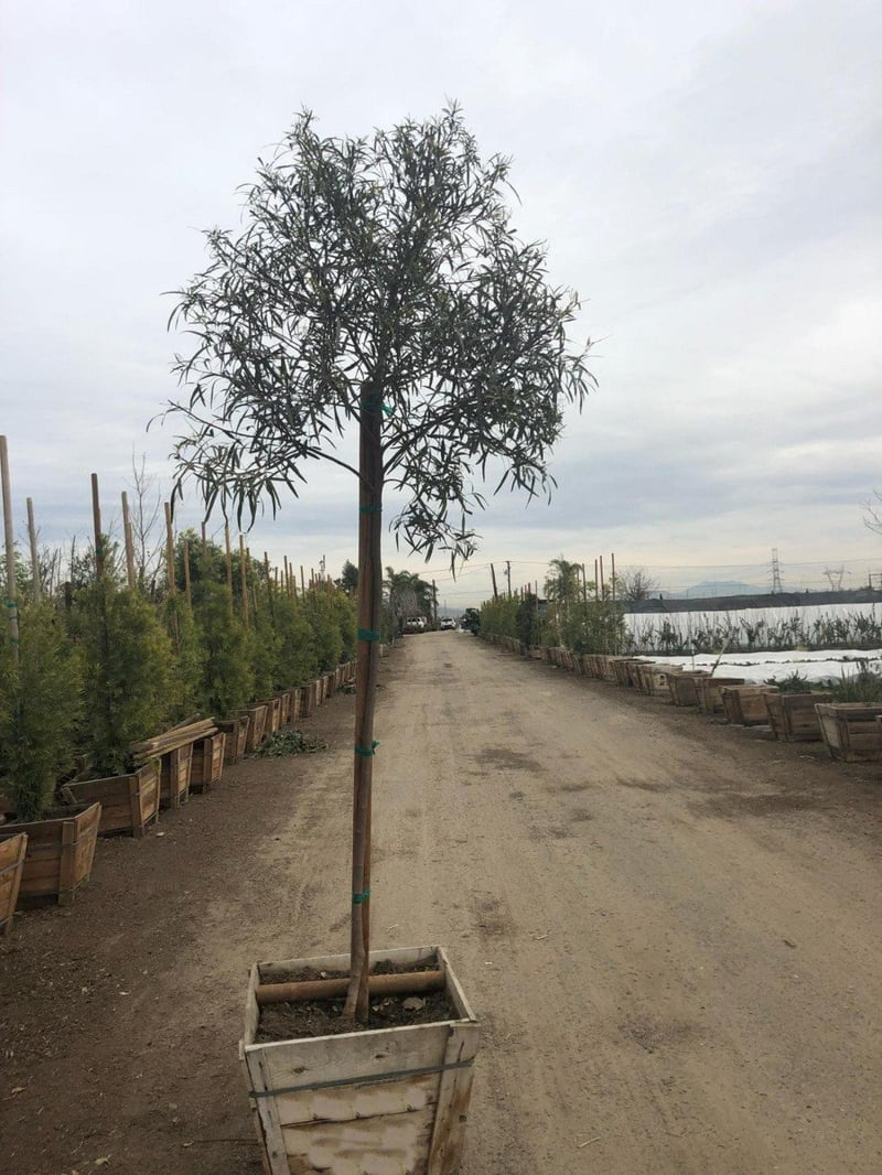 Photo for Rhus lancea (Standard) (African Sumac)