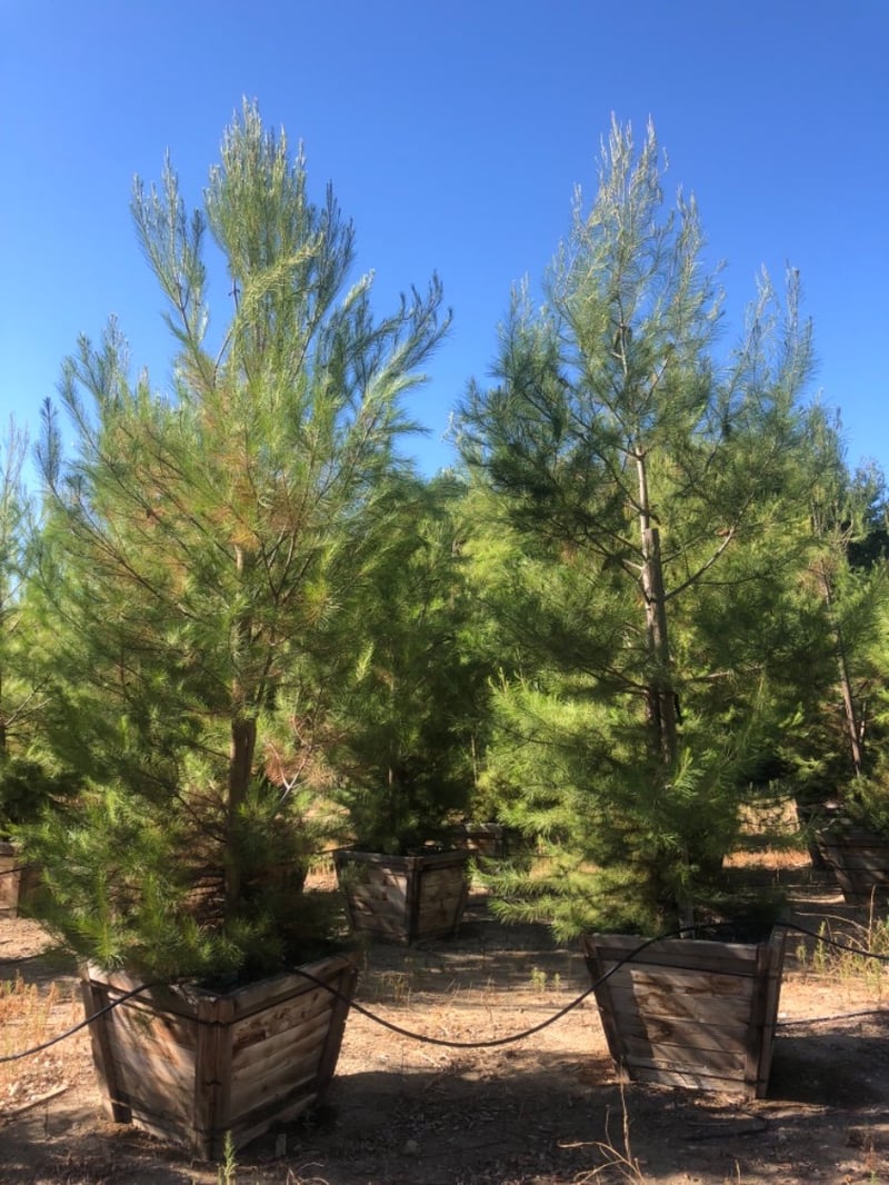 Photo for Pinus halepensis (Aleppo Pine)