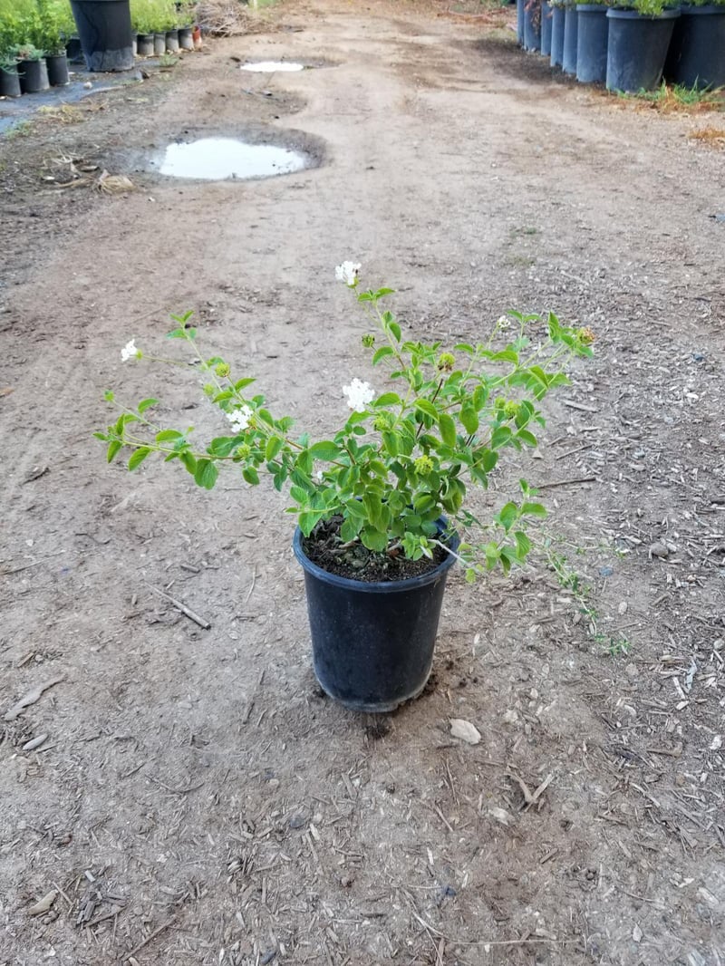Photo for Lantana montevidensis 'White Lightning' (Pure White Lantana)