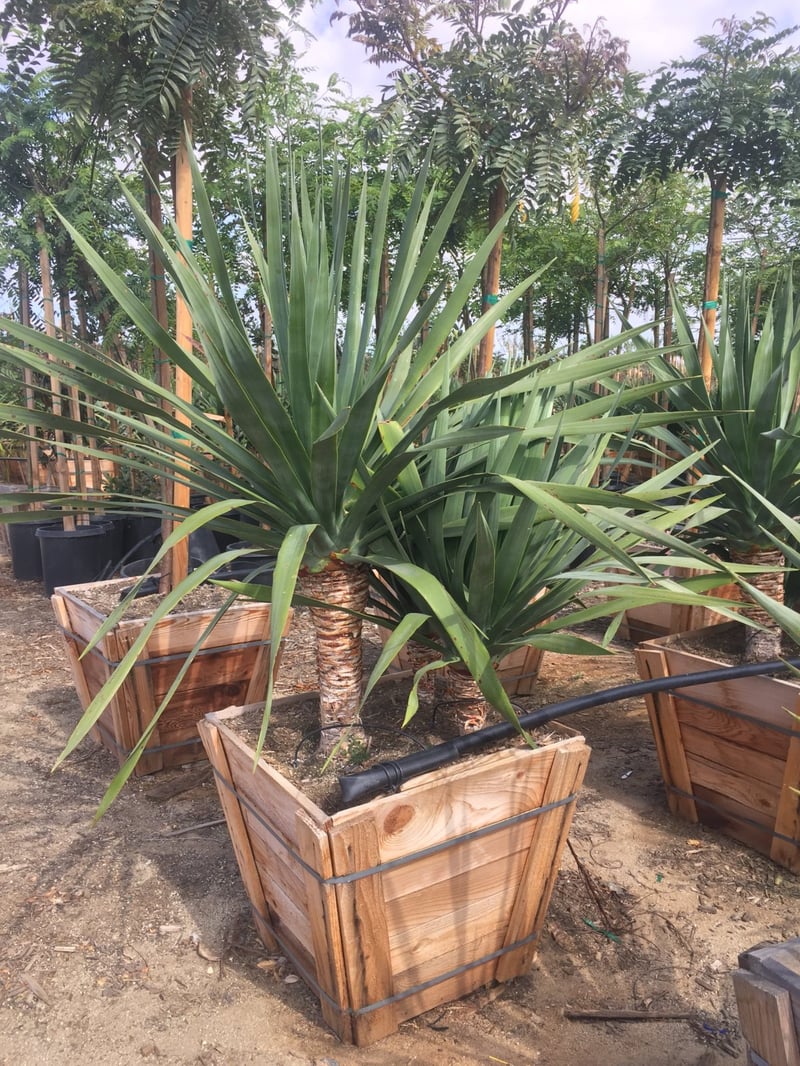Photo for Dracaena draco (Dragon Tree)