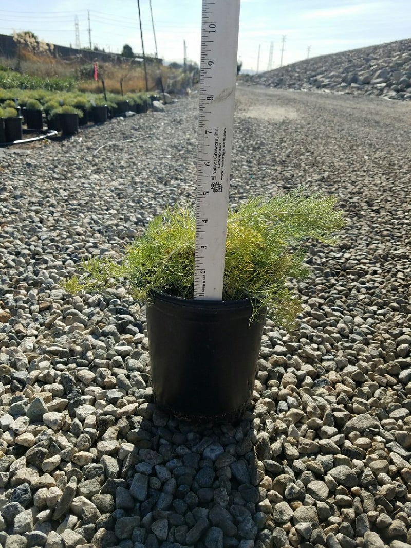 Photo for Artemisia californica 'Canyon Gray' (Canyon Gray Coastal Sagebrush)