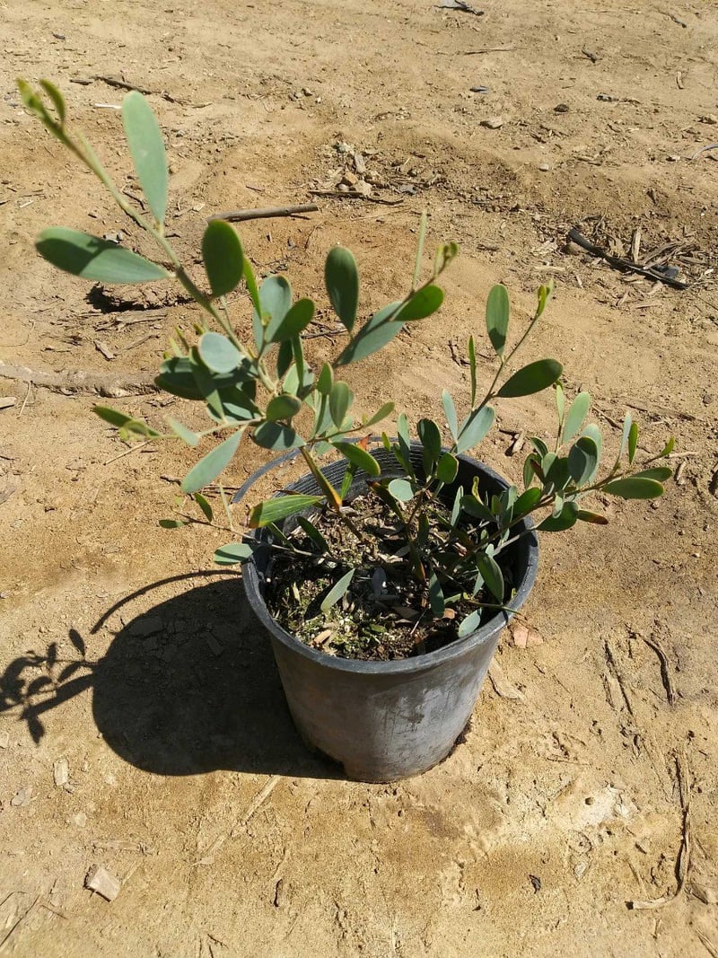 Photo for Acacia redolens 'Low Boy' (Prostrate Acacia)