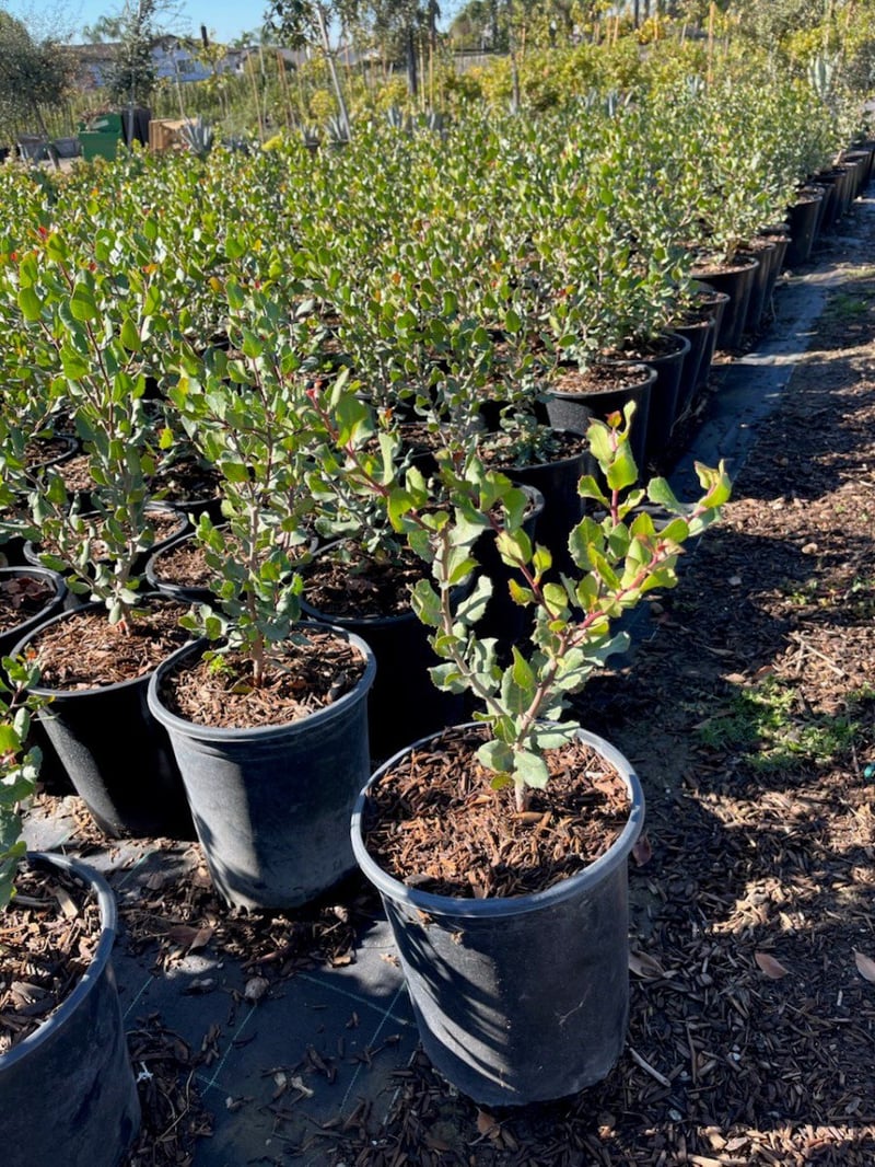 Photo for Rhus integrifolia (Lemonade Berry)