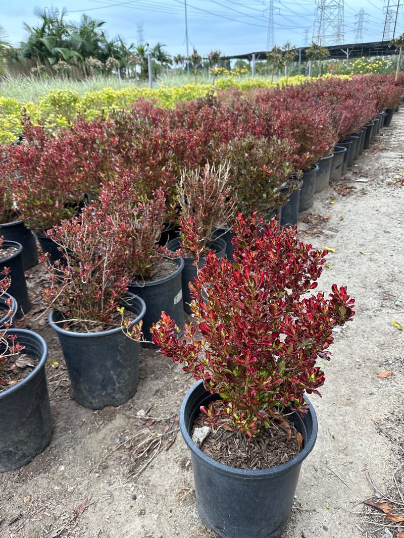 Photo for Coprosma repens ‘Pacific Sunset’ (Pacific Sunset Mirror Plant)