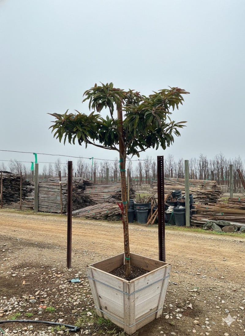 Photo for Eriobotrya deflexa 'Coppertone' (Standard) (Bronze Loquat)