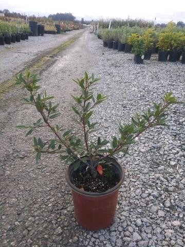 Photo for Frangula californica (Rhamnus californica) 'Mound San Bruno' (Mound San Bruno Coffeeberry)